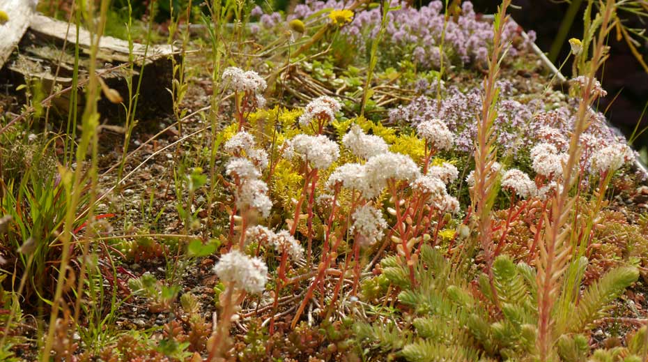 Picture of Small Green Roof Sheffield | Whitehead and Parkin Architects